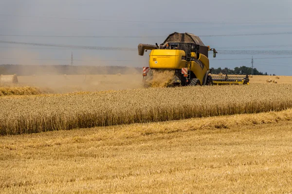 Yellow combine harvester working