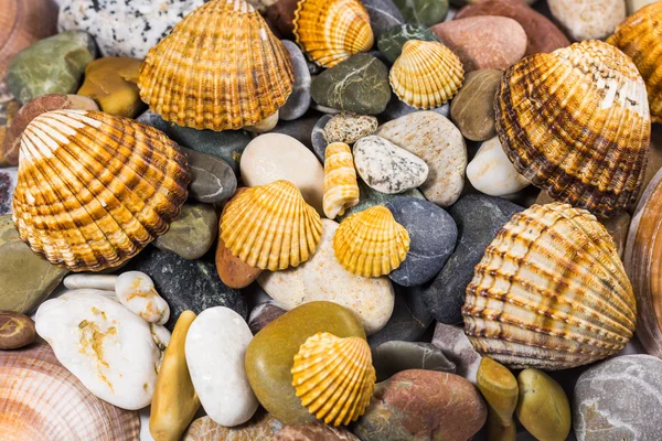 Seashells and stones collection isolated