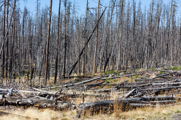 Dry forest in Yellowstone National Park
