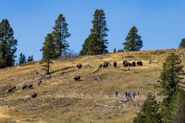 Outdoor views of tourists in the Yellowstone National Park