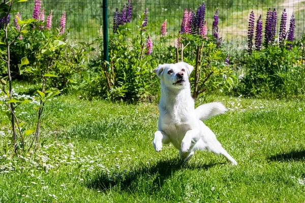 White shelter dog on a meadow in the garden