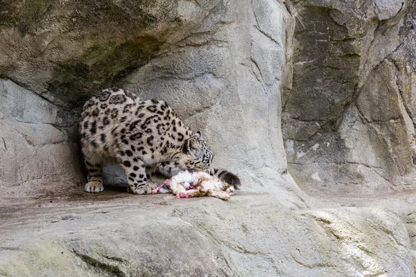 View of a Snow Leopard in Zoo