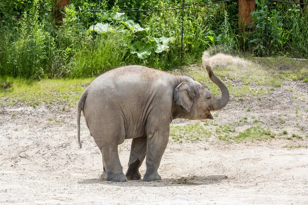 View of a young elephant in a zoo, Switzerland