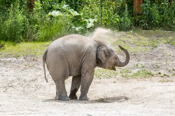 View of a young elephant in a zoo, Switzerland