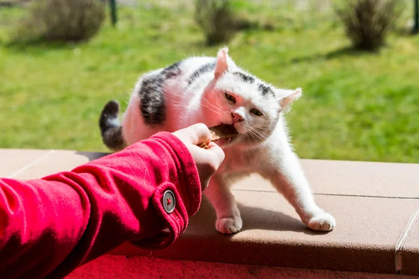 Young woman with pets (cat) in the garden