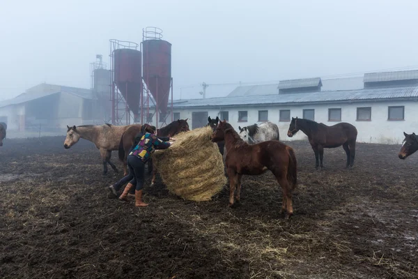 Girl feeding horses on a farm in Slovakia