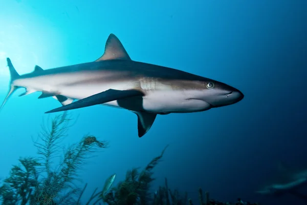 Shark, underwater picture