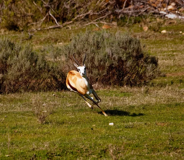 Antelope running  in Kruger