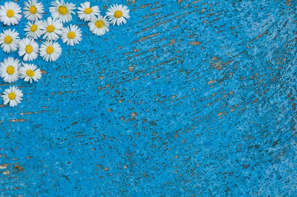 Light blue old textured background with daisy flowers turquoise