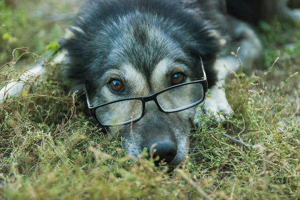 Old wise dog in glasses