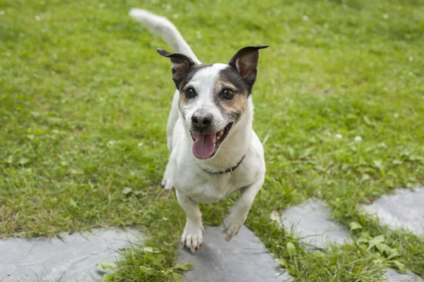 Adult Jack Russell dog pants