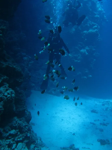 Divers in Canyon with sand bottom, fish colony.Underwater world of Red sea, Dahab, Egypt, Sinai