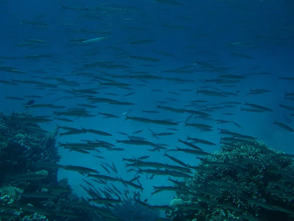 School of barracuda fish with divers at Dahab, Red sea, Egypt, Sinai.