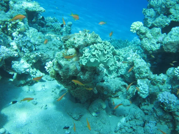 The coral reef on the sand bottom. Underwater paradise for scuba diving, freediving. Red sea, Dahab, Egypt.