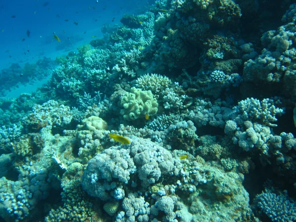 The coral reef on the sand bottom. Underwater paradise for scuba diving, freediving. Red sea, Dahab, Egypt.