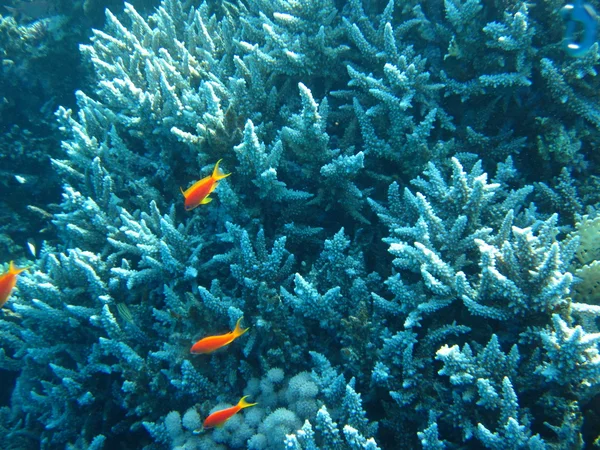 The coral reef. Underwater paradise for scuba diving, freediving. Red sea, Dahab, Egypt.