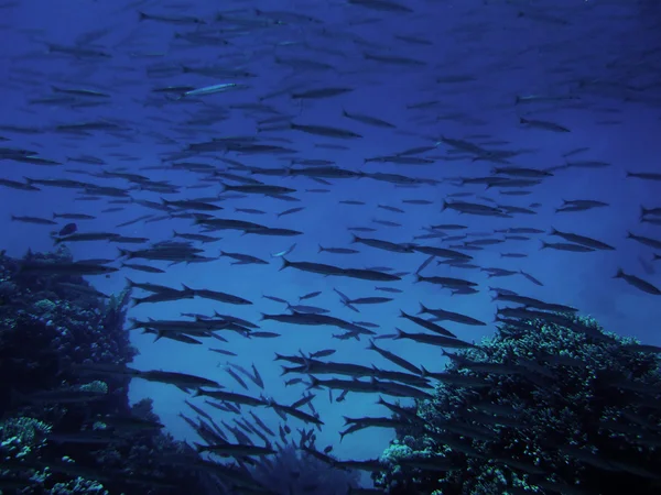 School of barracuda fish with divers at Dahab, Red sea, Egypt, Sinai.