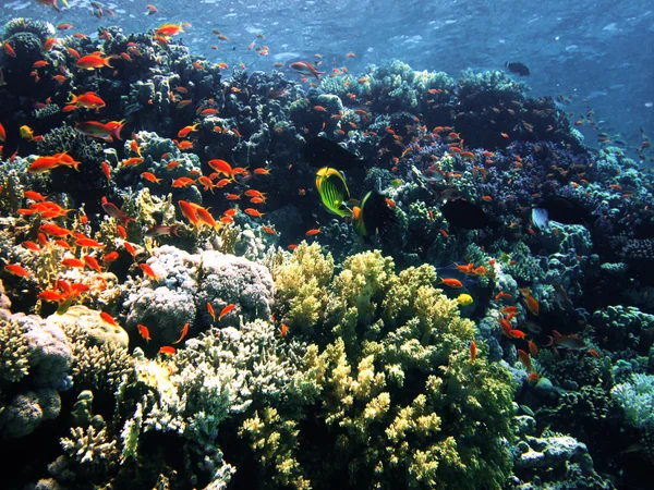 The coral reef on the sand bottom. Underwater paradise for scuba diving, freediving. Red sea, Dahab, Egypt.