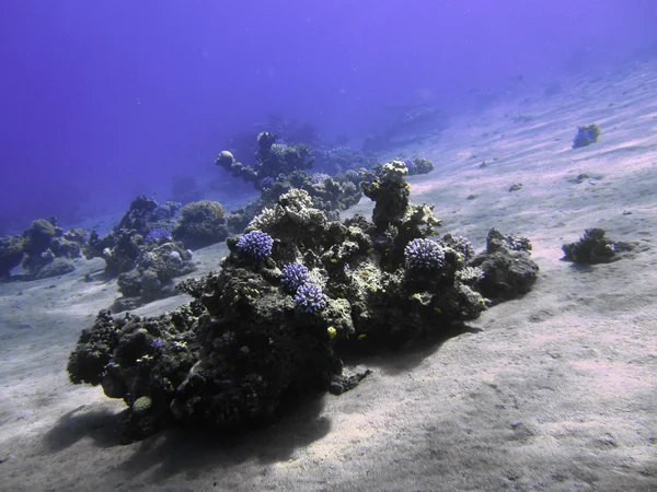 The coral reef on the sand bottom. Underwater paradise for scuba diving, freediving. Red sea, Dahab, Egypt.