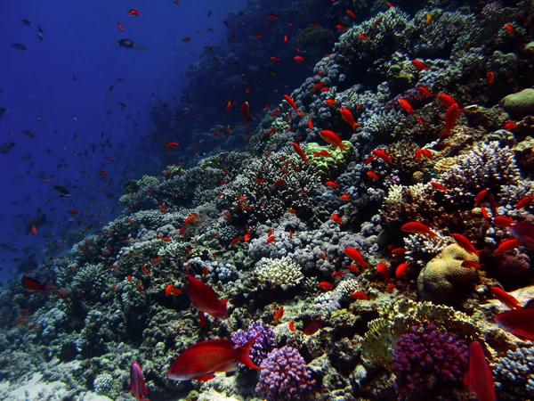 The coral reef on the sand bottom. Underwater paradise for scuba diving, freediving. Red sea, Dahab, Egypt.