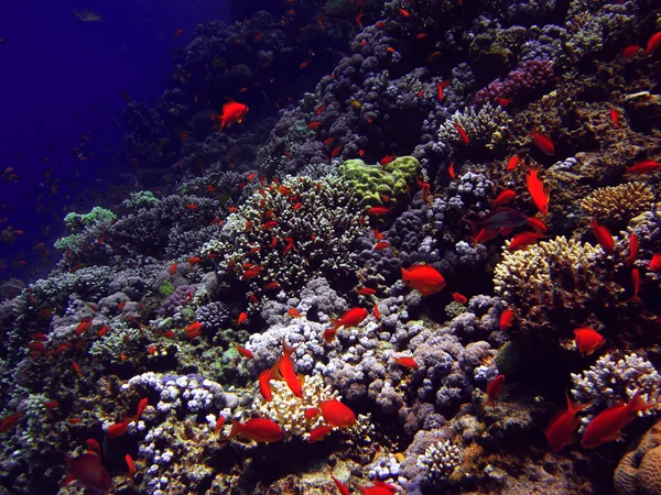 The coral reef on the sand bottom. Underwater paradise for scuba diving, freediving. Red sea, Dahab, Egypt.