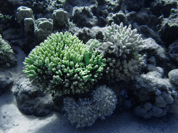 The coral reef on the sand bottom. Underwater paradise for scuba diving, freediving. Red sea, Dahab, Egypt.