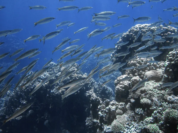 School of barracuda fish with big corals. Underwater paradise for scuba diving, freediving. Red sea, Dahab, Egypt.