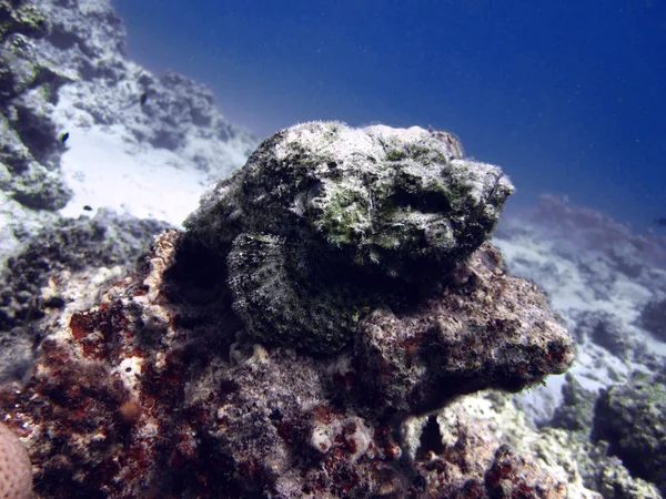 Dangerous stone fish, underwater world, Egypt, Dahab, Red sea.