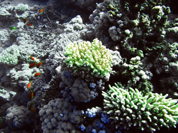 Red small fish with hard colals. Coral reef on the sand bottom. Underwater paradise for scuba diving, freediving. Red sea, Dahab, Egypt.