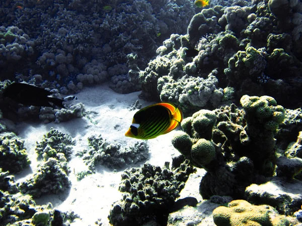 Small fish with hard colals. Coral reef on the sand bottom. Underwater paradise for scuba diving, freediving. Red sea, Dahab, Egypt.