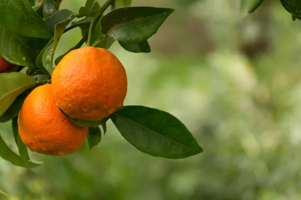 Mandarin orange tree with ripe mandarin fruit