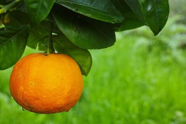 Mandarin orange tree with ripe mandarin fruit