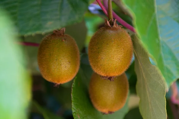 Kiwi fruit ripening on a tree