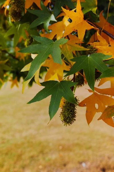 Autumn colors -  yellow japanese maple tree leafs (Acer palmatum