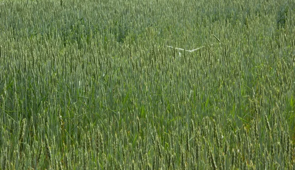 Green green oats fields