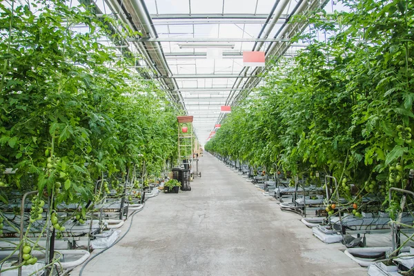 Greenhouse tomatoes industry