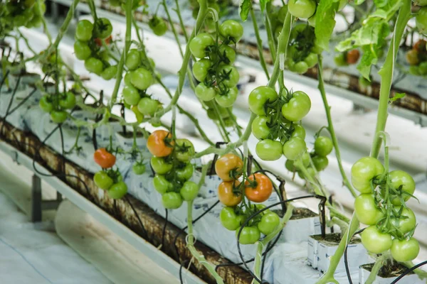 Greenhouse tomatoes industry
