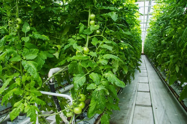 Greenhouse tomatoes industry