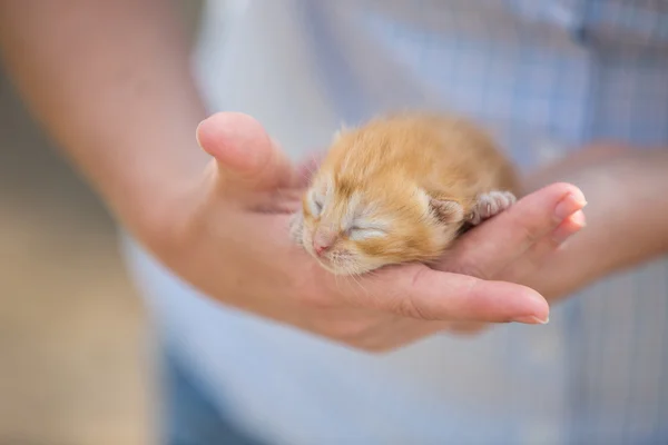 Girl holding a kitten baby