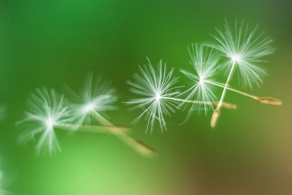Flying dandelion seeds