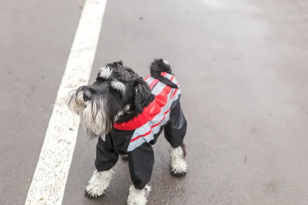 Miniature Schnauzer in overalls