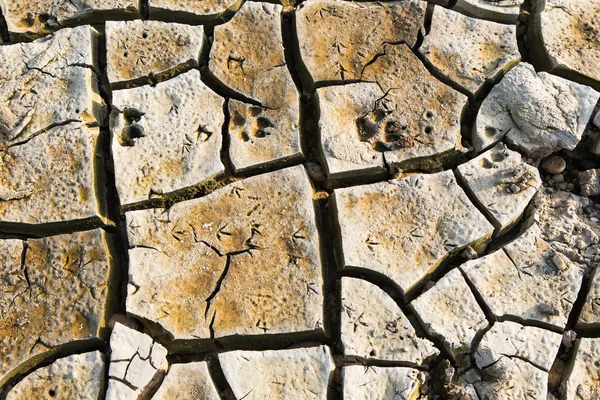 Footprints of dog on dry earth