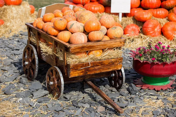 Big pile of pumpkins on hay in a wooden cart. The season of harvest on the farm. Thanksgiving, autumn background. Fairs, festivals, selling beautiful large pumpkins.