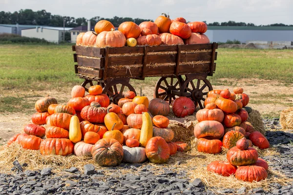 Big pile of pumpkins on hay in a wooden cart. The season of harvest on the farm. Thanksgiving, autumn background. Fairs, festivals, selling beautiful large pumpkins.