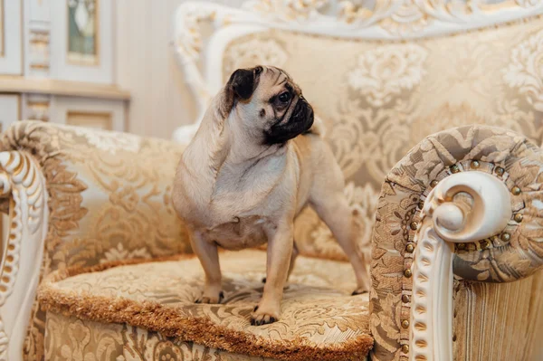 Pug on a couch looking at the camera .