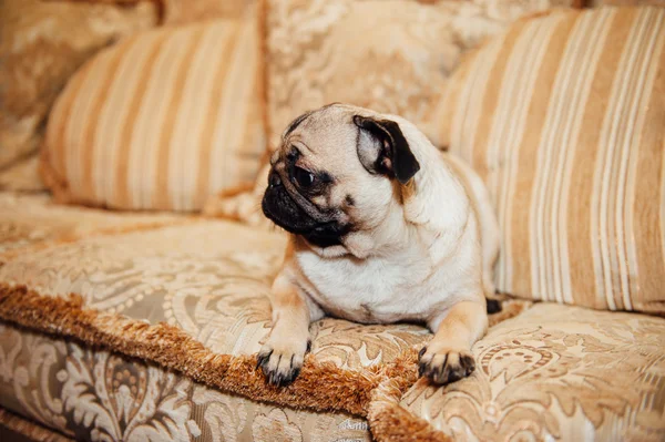 Pug on a couch looking at the camera .