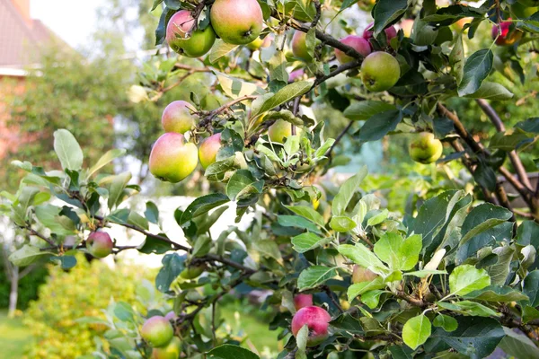 Red and green apples growing on an apple tree in the garden. Apples on a branch. the concept of harvest, organic is not treated with pesticides apples