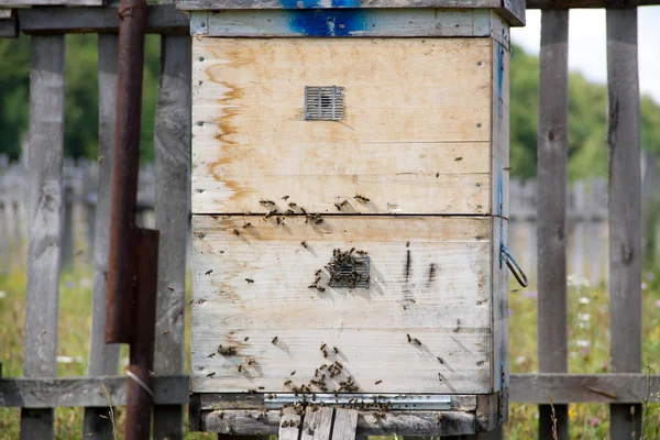 A row of bee hives in a field. The beekeeper in the field of flowers. Hives in an apiary with bees flying to the landing boards in a green garden. hives with bees.