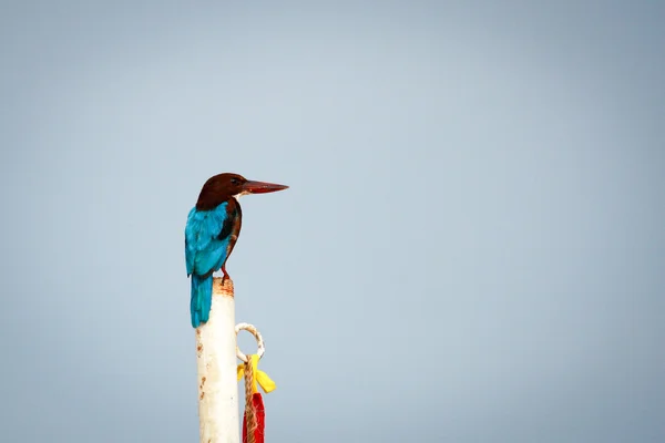 The white-throated kingfisher (Halcyon smyrnensis)/ the white-br