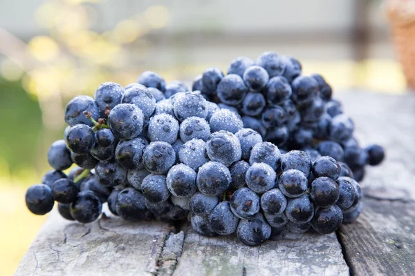 Red wine grapes. dark grapes, blue grapes, wine grapes in a bask